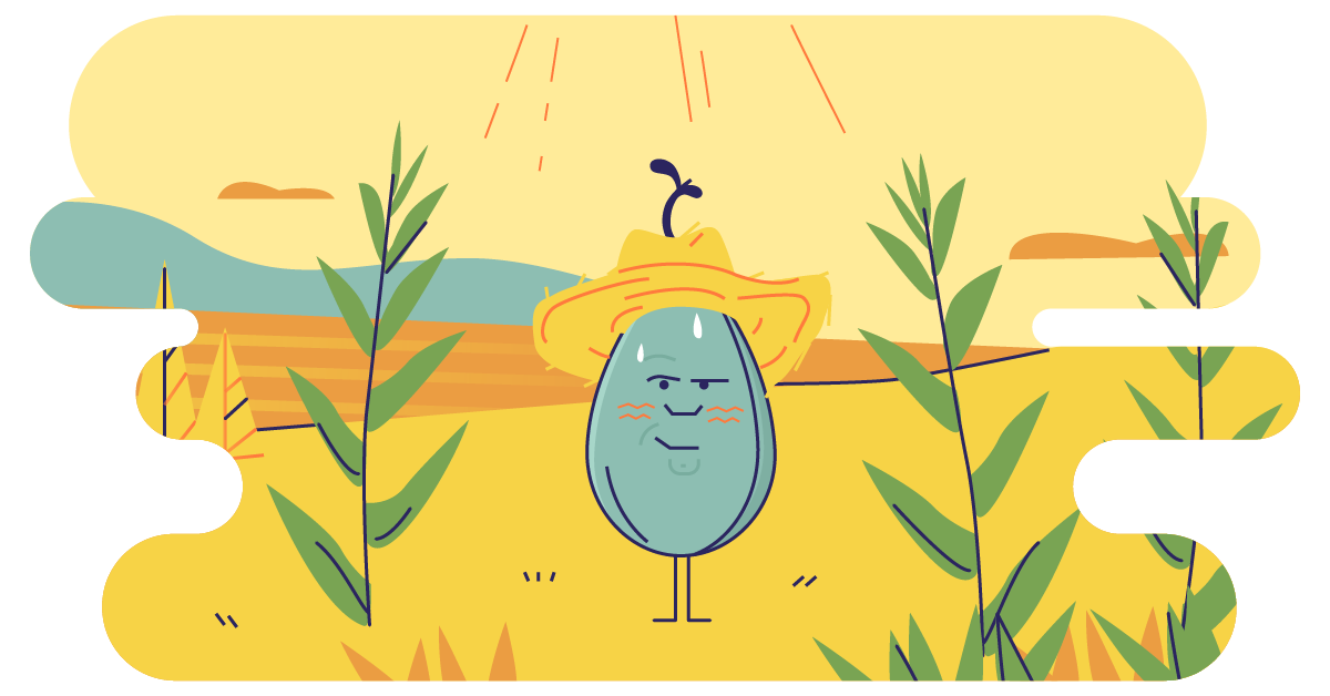 Sunn Hemp: The Best Cover Crop for Farmers in The South, Hot Climates