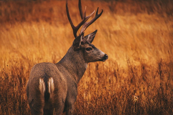 What is the Best Food Plot to Plant in Fall?