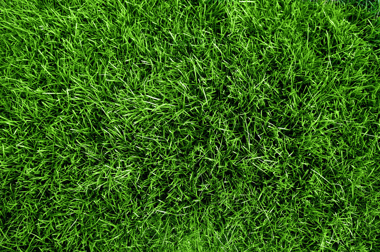 Best Bermuda Grass Variety for Lawn & Pasture