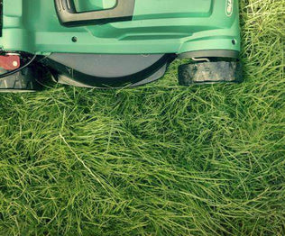 Fescue Lawn Grass Seed