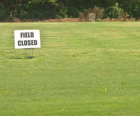 Fescue Turf Grass Seed