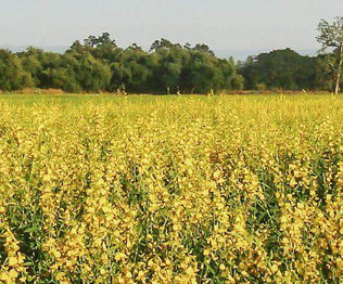 Sunn Hemp Deer Food Plot Seed