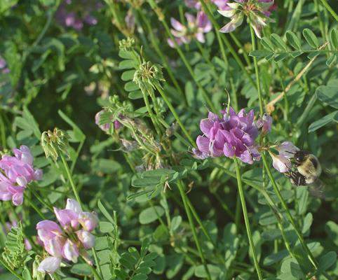 Vetch Seed