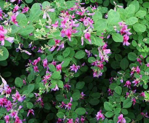 lespedeza商品です Shruby Lespedeza (Lespedeza Bicolor) 10 seeds