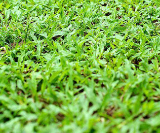 Carpetgrass Seed