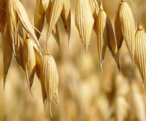Bulk Oat Seed for Sale | Winter Forage and Cover Crops Options | Hancock  Seed