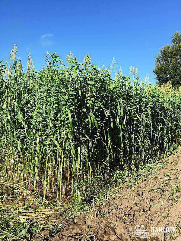 Warm Climate Cover Crop Seed