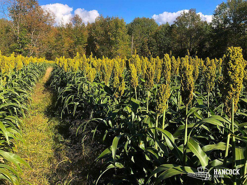 Sorghum Seed for Sale | Buy Now for Silage, Haylage & Grazing  Hancock Seed