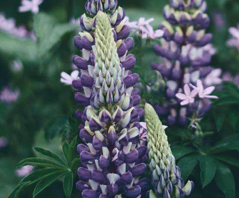 Lupine Seed