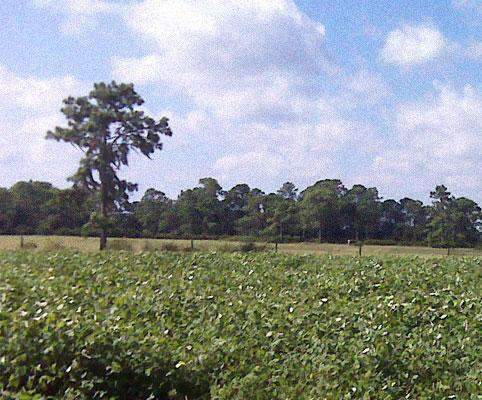 Carpon Desmodium Seed