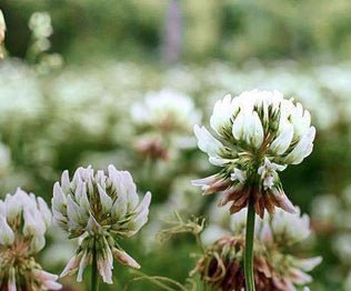 Clover Seed