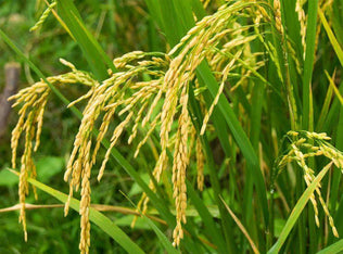Transition Climate Cover Crop Seed