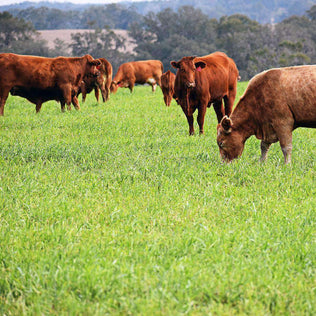 Warm Climate Forage & Pasture Seed