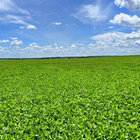 Alyce Clover Seed - Coated