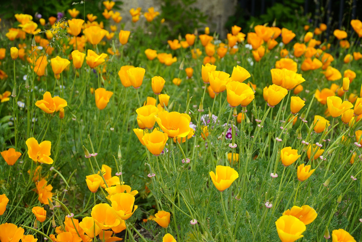 california poppy seeds for planting California Poppy Wildflower Seed – Hancock Seed