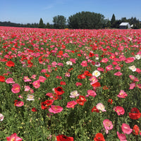 Mixed Colors Corn Poppy Wildflower Seed