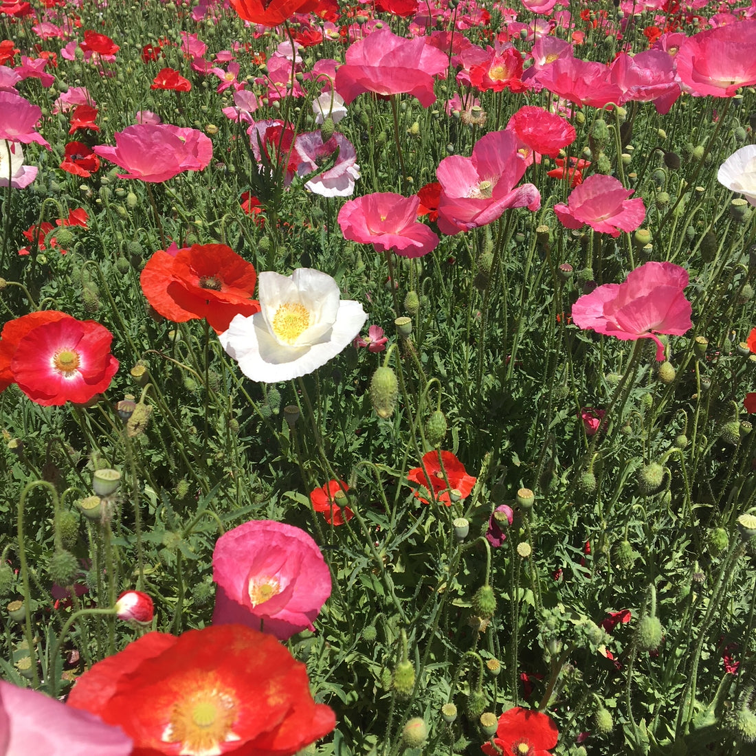 Mixed Colors Corn Poppy Wildflower Seed