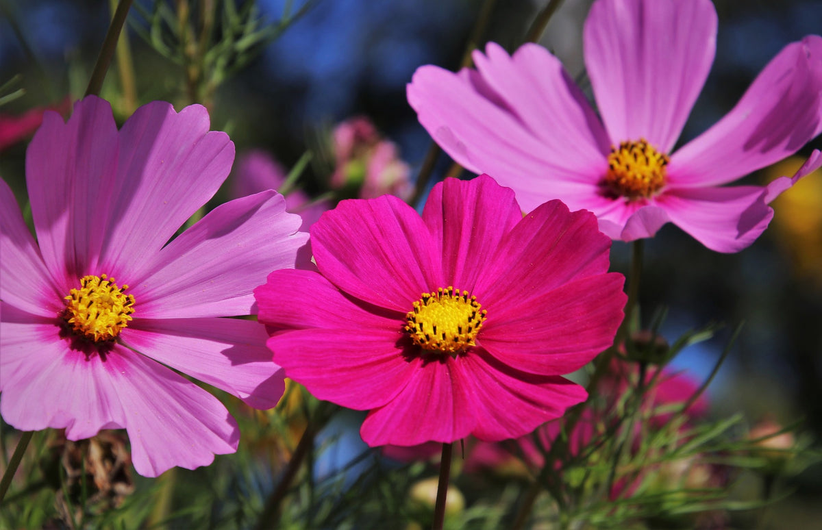 Cosmos Wildflower Seed – Hancock Seed