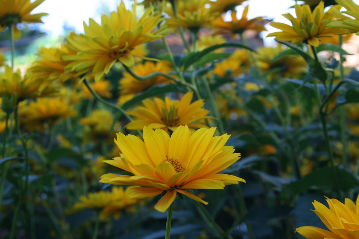 False Sunflower Seed