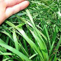 Hancock's Argentine Bahia Grass Seed - Raw