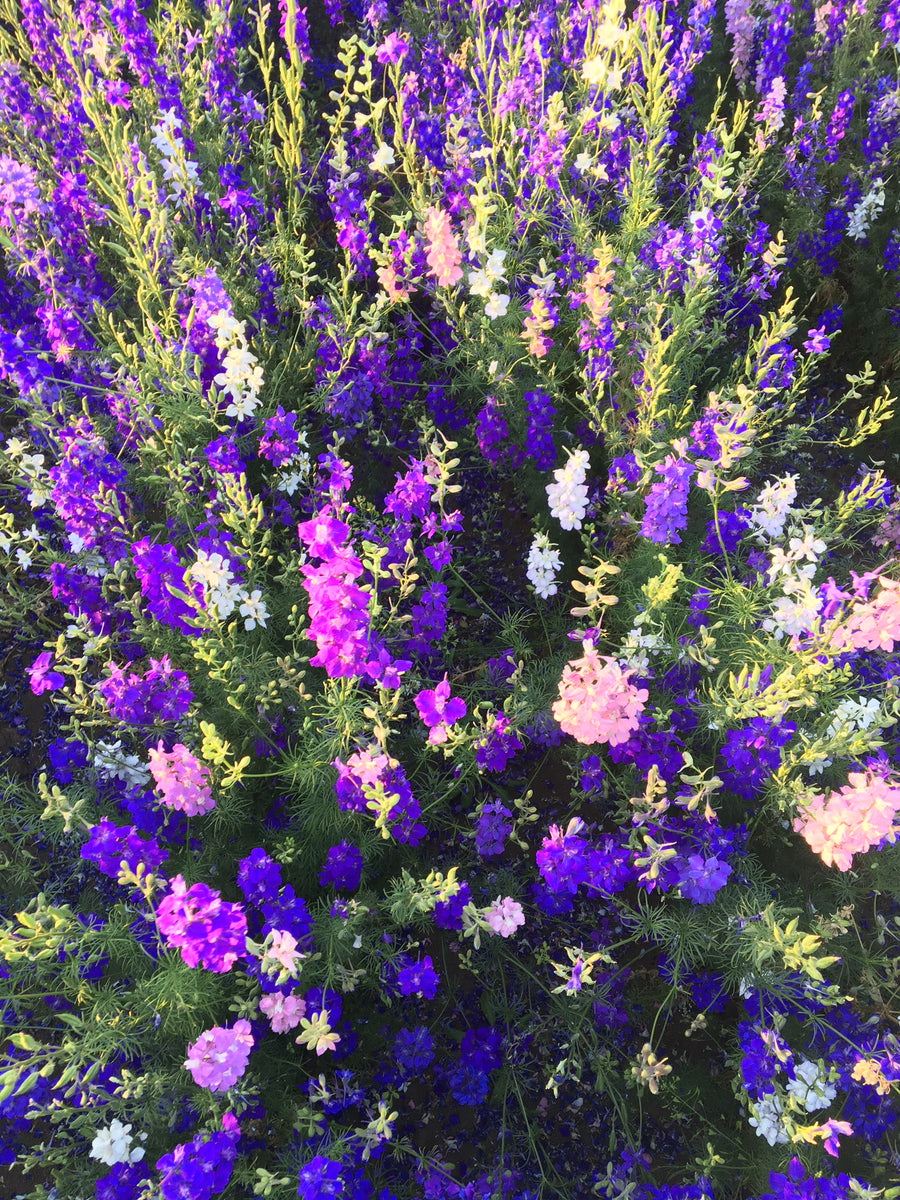 RocketLarkspur1_1200x1200.jpg?