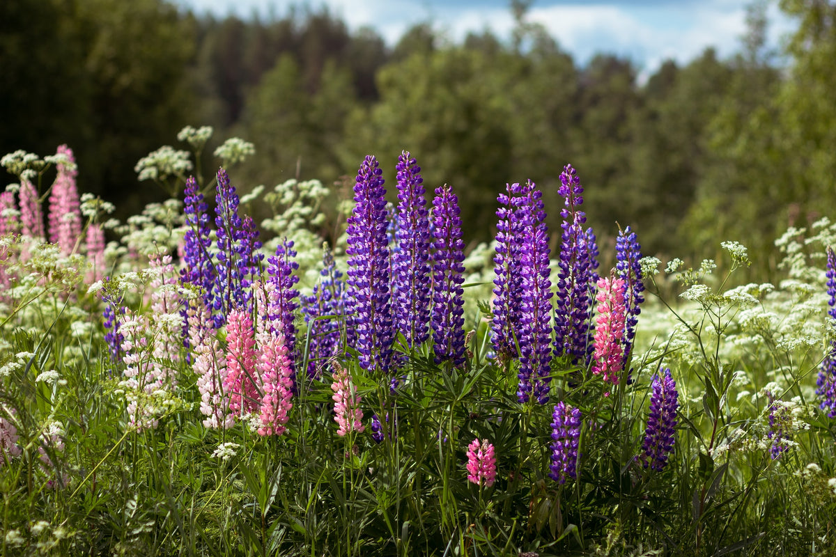 Russell Lupine Wildflower Seed – Hancock Seed