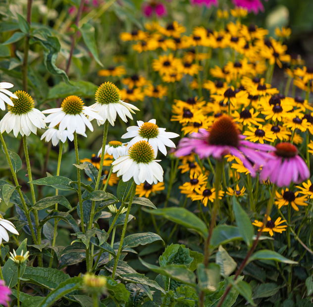 black wildflower seed mix Beneficial Bug Wildflower Seed Mix