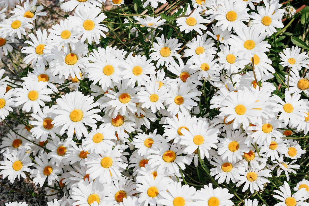 wildflower daisy seeds Shasta Daisy Wildflower Seed – Hancock Seed