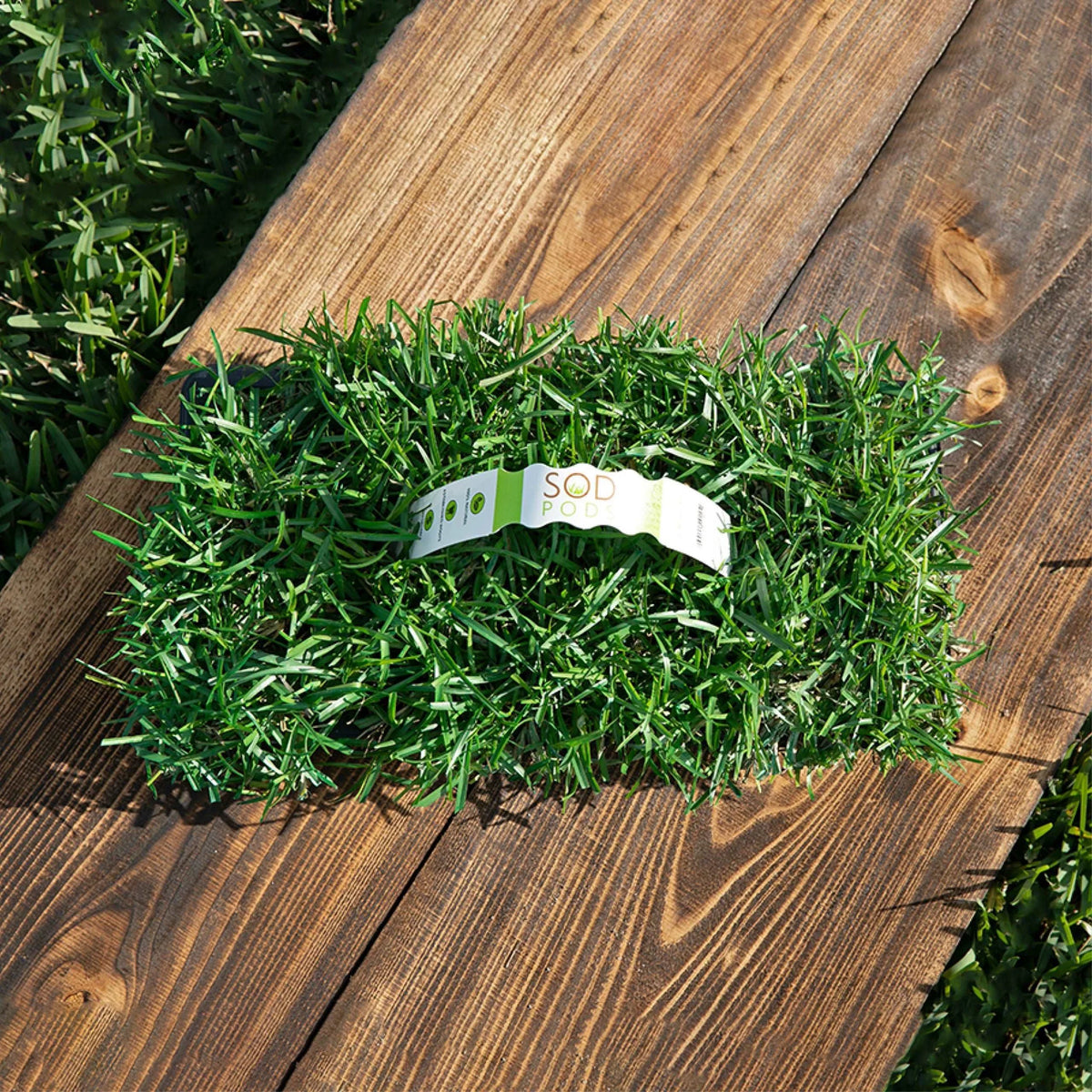 plant centipede seed Centipede Lawn Plugs