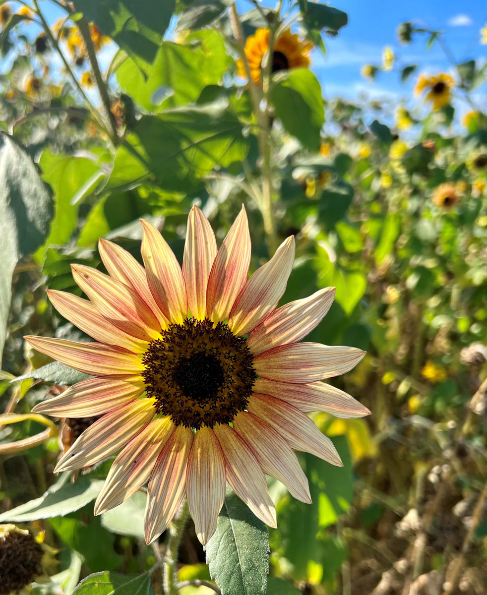 planting autumn beauty sunflower seeds Autumn Beauty Sunflower Seed – Hancock Seed