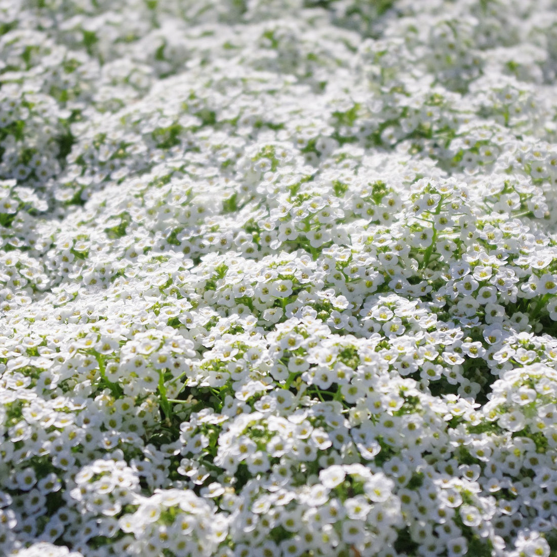 Sweet Alyssum Wildflower Seed