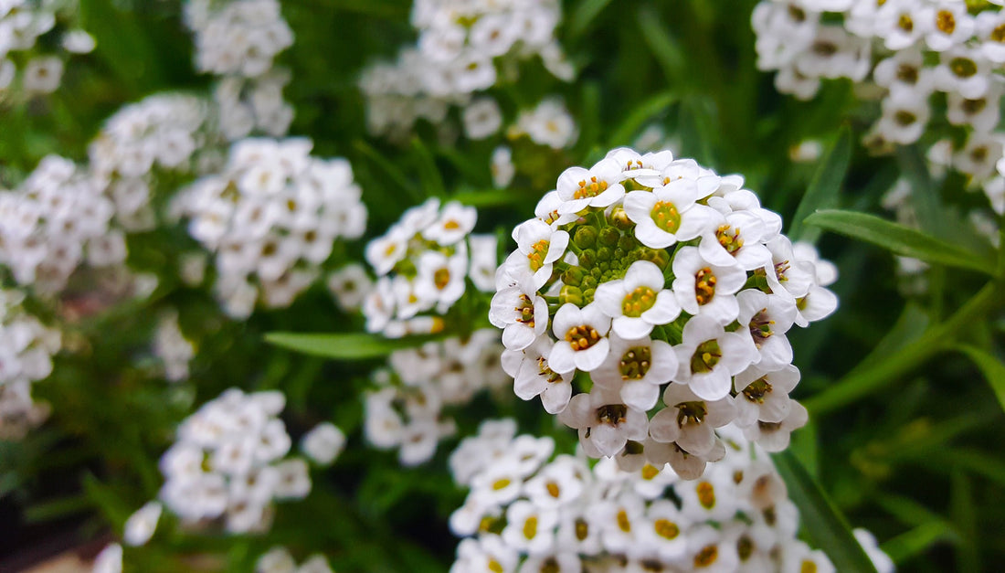 Sweet Alyssum Wildflower Seed
