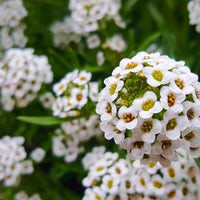 Sweet Alyssum Wildflower Seed