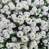 Sweet Alyssum Wildflower Seed