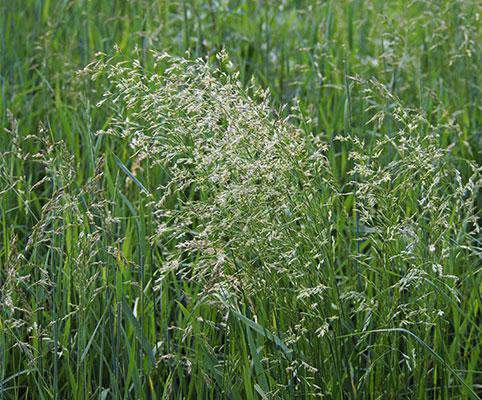 grass seed plant Smooth Brome Grass Seed