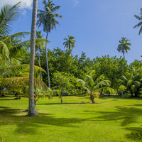 Compadre Zoysia Grass Seed