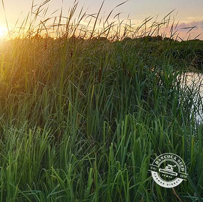 Wet n' Wild Flower Seed Mix
