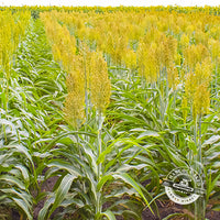 WGF Sorghum Seed
