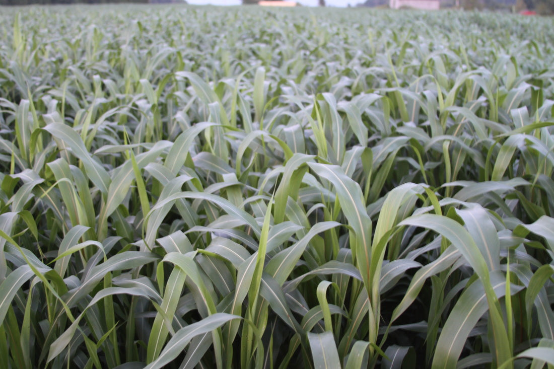 sweet sorghum seeds for planting Sweet Six BMR Sorghum-Sudangrass Seed – Hancock Seed