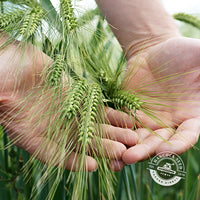 Wrens Abruzzi Grain Rye Seed