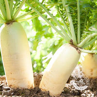 Daikon Radish Seed