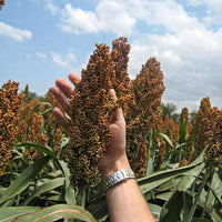 9300 Grain Sorghum Seed