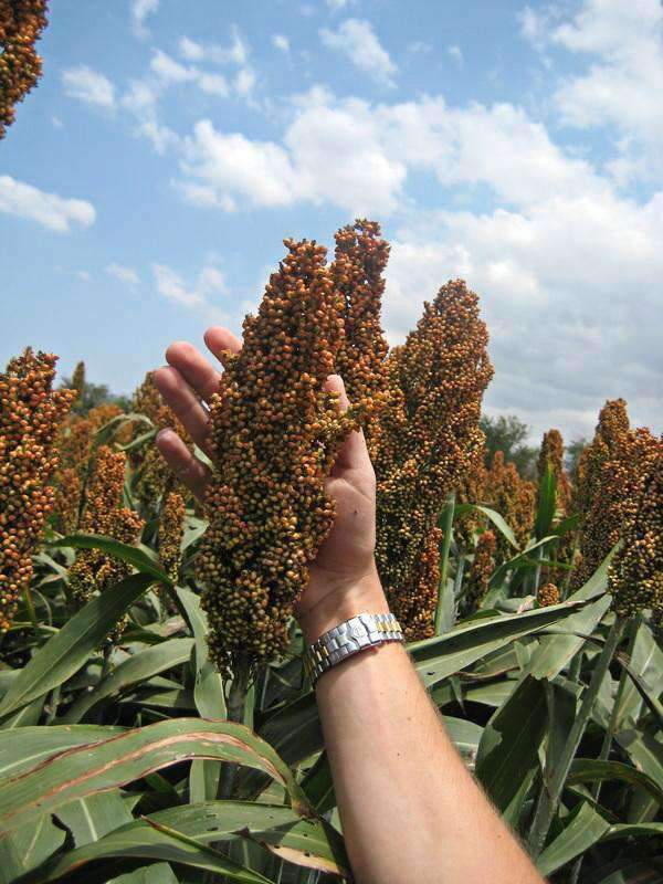 sorghum seed for the garden saskatchewan 9300 Grain Sorghum Seed