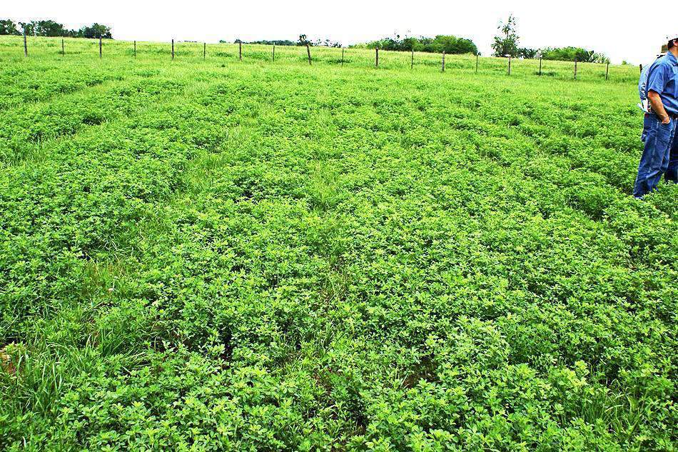 Alfagraze 600 Alfalfa Seed - Roundup Ready