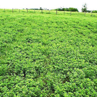 Alfagraze 600 Alfalfa Seed - Roundup Ready