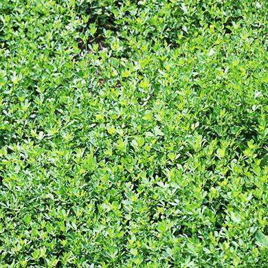 Blackhawk Arrowleaf Clover Seed