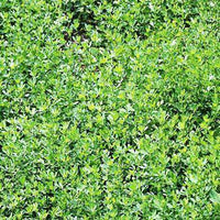 Blackhawk Arrowleaf Clover Seed
