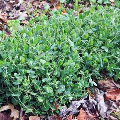 Hancock's Winter Pea Seed