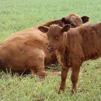 Hancock's Southeast Cattle Forage Fall & Winter Seed