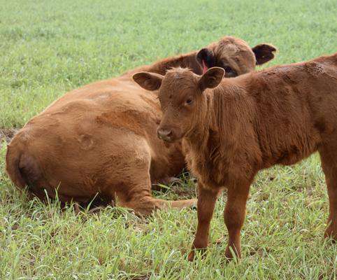Hancock's Southeast Cattle Forage Fall & Winter Seed Mix